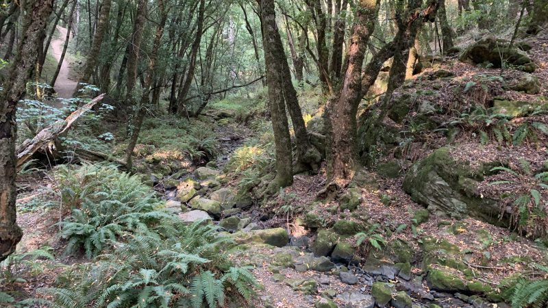 A shaded forest with trees, fern and rocks.