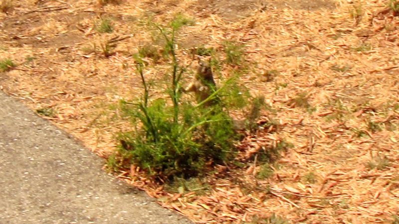 A squirrel peeks out from behind some brush.