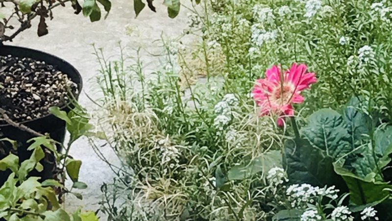 A small bird standing in a garden.