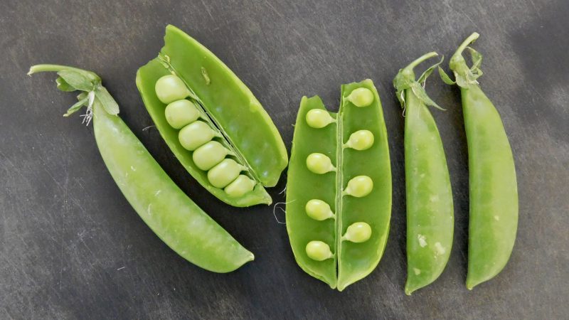 Five green shoots with pea pods inside.