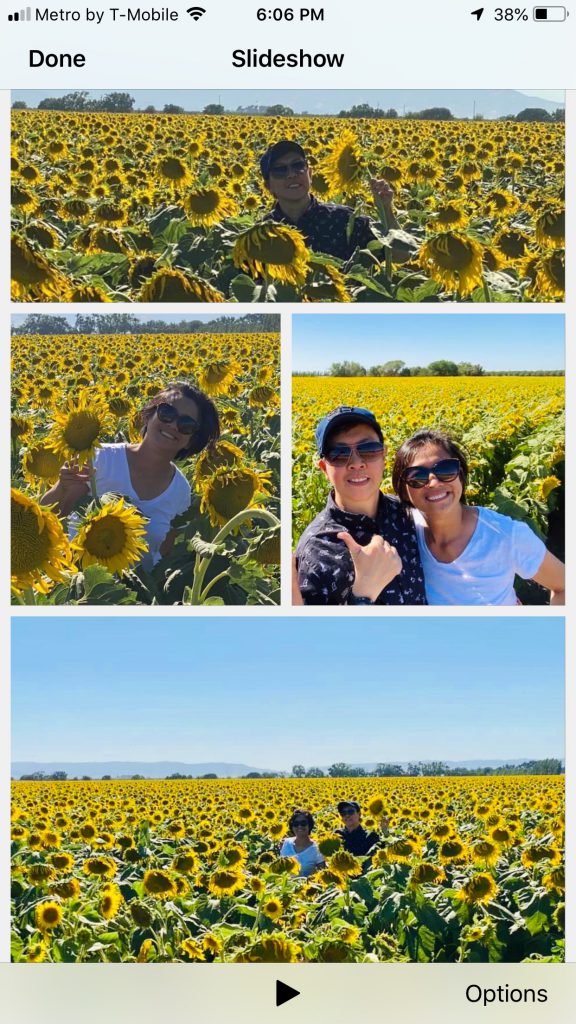 Small gallery of a couple standing in a field of sunflowers.