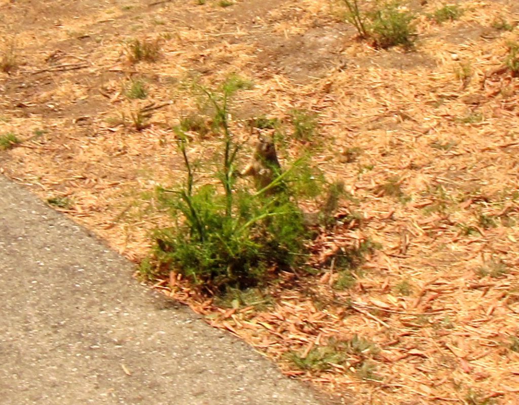 A squirrel peeks out from the brush.